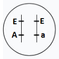 Figura da alternativa D