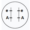 Figura da alternativa C
