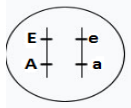 Figura da alternativa A