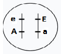 Figura da alternativa B