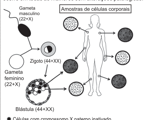 Figura da questão