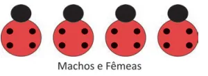 Figura da alternativa A