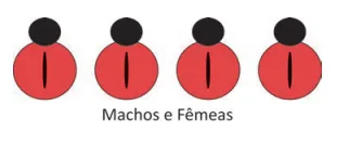 Figura da alternativa B