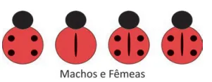 Figura da alternativa E
