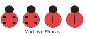 Figura da alternativa D