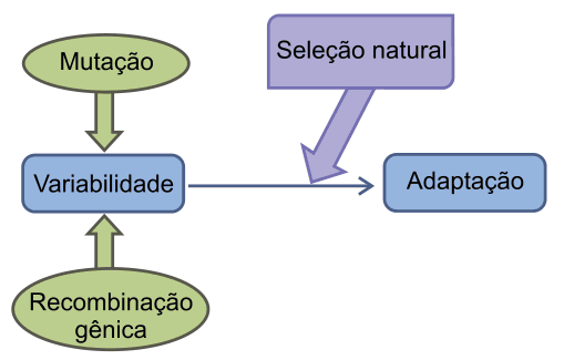 Figura da questão