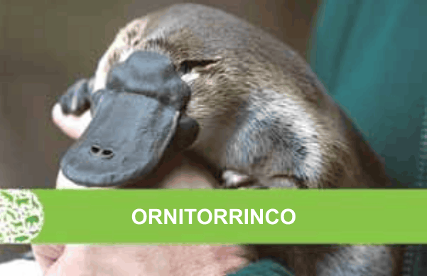 Figura da questão
