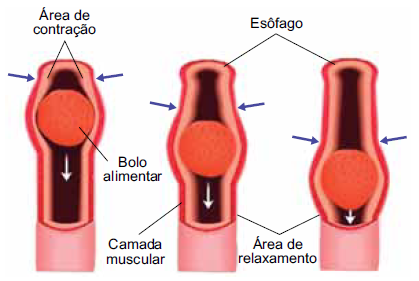 Figura da questão