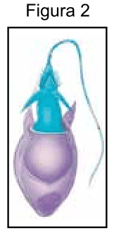 Figura da questão