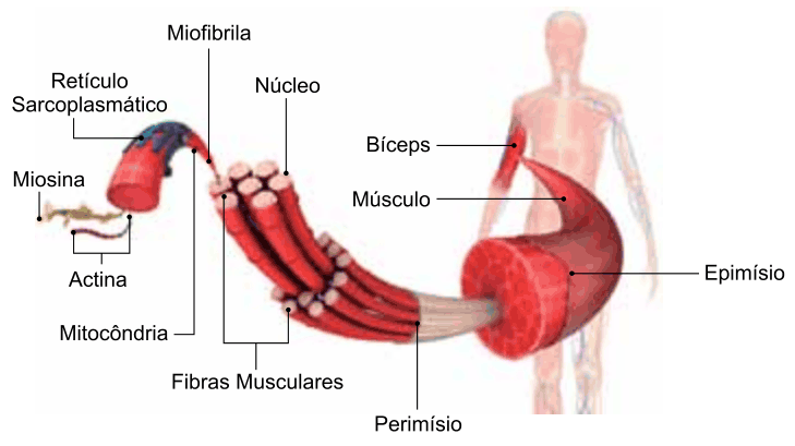 Figura da questão