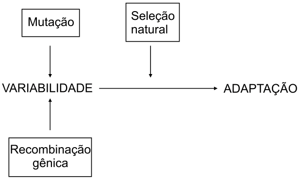 Figura da questão