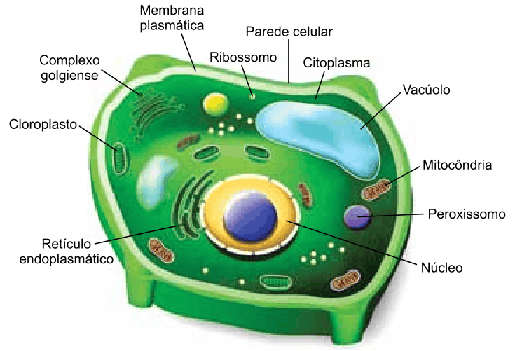 Figura da questão