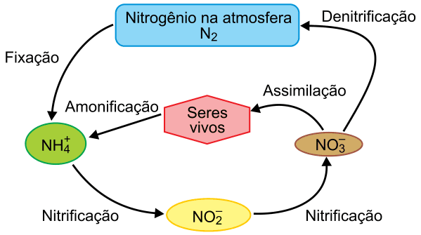 Figura da questão
